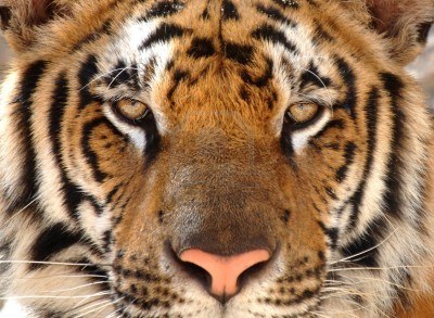 8061225-full-frame-picture-of-magnificent-male-bengal-tiger-looking-at-camera-thailand-asia.jpg